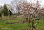 Urnewahlgrabstätten - Bei dieser Grabart sind jeweils acht Einzelgräber um einen im Raster gepflanzten Baum angeordnet