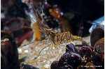 Kaum zu glauben, dass die tropisch anmutende kleine Felsengarnele nur 1,5 km vor unserer Ostseeküste zu Hause ist. Im Zoo Stralsund ist ab dem 22. Mai, dem Tag der Artenvielfalt, die Fotoausstellung 'abgrundtiefbunt' zu besichtigen