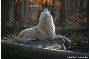 Eine Audienz bei den Ahnherren der Hunde - dem Wolf -  ist der Hauptgewinn der Castingshow 'Top-Dog des Zoo Stralsund' am 2. Juli