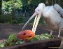 Rosapelikan Manne aus dem Zoo Stralsund ist von seinem Halloween-Kürbis hellauf begeistert und versucht mit vollem Körpereinsatz, den Kürbis im Ganzen zu verspeisen. Er bereitet dabei sowohl den Tierpflegern als auch den Fotografen große Freude.