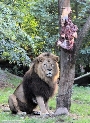 Löwe Mufassa aus dem Zoo Stralsund