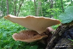 (Foto: Pilzberater Frank Dommer) Schuppiger Porling