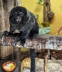 Die Ankunft der beiden Springtamarine Kali und Hannibal im Zoo Stralsund führte zu einem Ringtausch im Tropenhaus des Zoos. Insgesamt 12 Krallenaffen gewöhnen sich in einem für sie neuen Lebensraum ein.