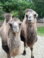 Die Trampeltiere Kira und Saya wurden beide im Zoo Stralsund geboren. Sie werden bei der Haustierschau zur Langen Zoonacht dabei sein.