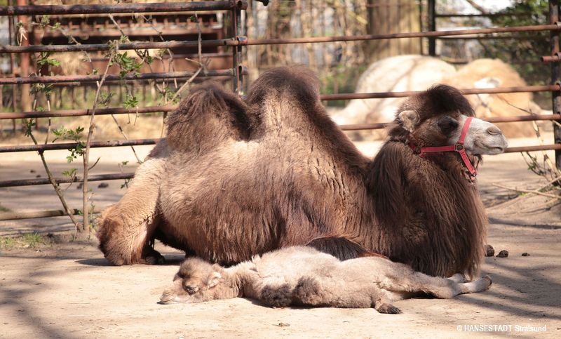 Überraschend geboren - Kamel-Fohlen mit seiner Mutter beim der Mittagsruhe