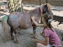 milamaltpferd