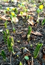 Winterlinge, die im ausklingenden Winter die Sonne begrüßen, übergeben im Zoo Stralsund den Staffelstab an die Krokusse und läuten so den Frühling ein.