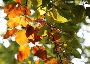 Stadt stellt Säcke für Herbstlaub bereit